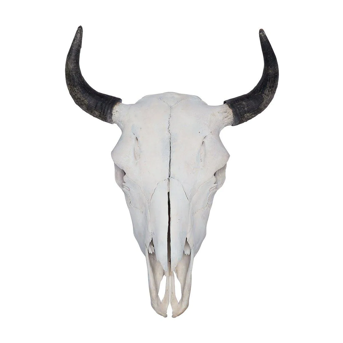 Bison Skull Mounts