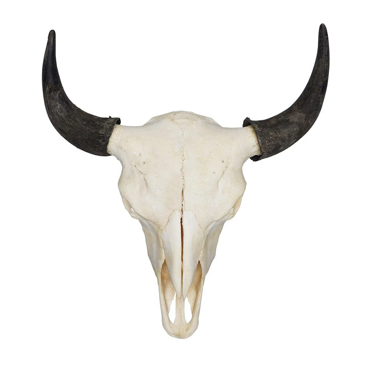 Bison Skull Mounts