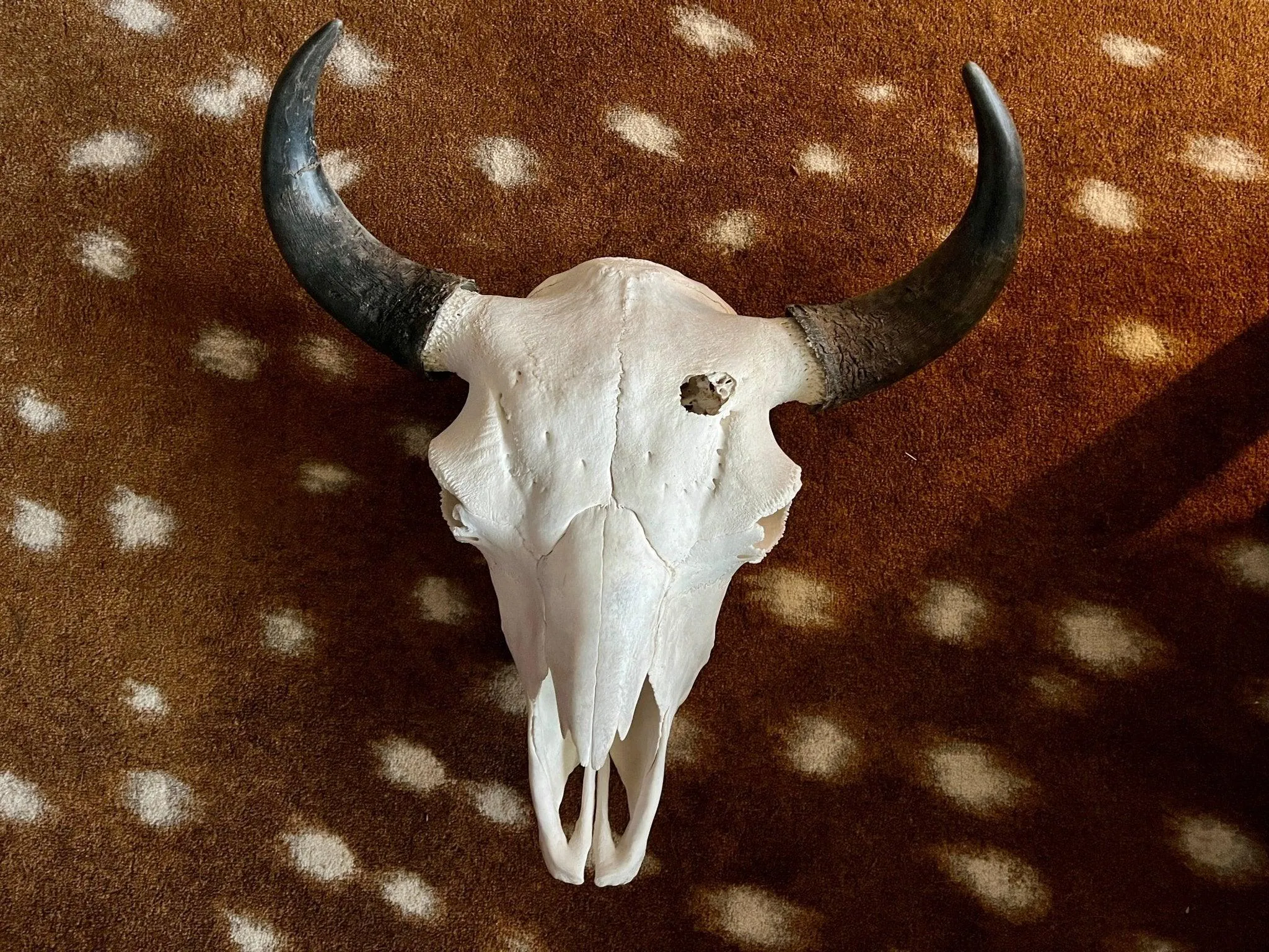 Bison Skull Mounts